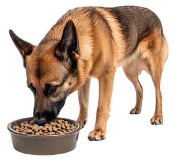 Gut & Allergy Support Peptides