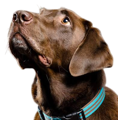 Pet Skin Coat Peptides