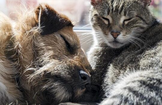Cat and Dog